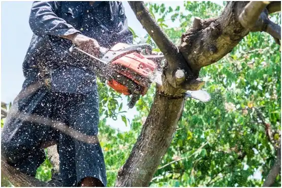 tree services San Sebastián